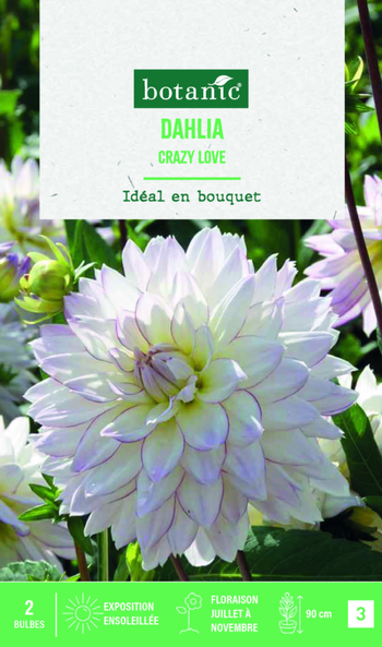 Visuel 1 du produit Bulbes de fleurs Dahlia décoratif Crazy Love botanic® - 2 bulbes