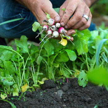 Visuel 2 du produit Graines de radis de 18 jours bio botanic® - graines à semer