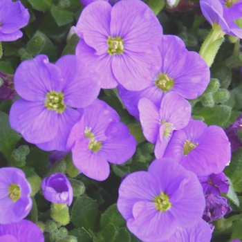 Visuel 1 du produit Aubretia Variee Bleue. La barquette de 6 plants