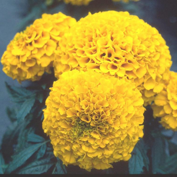 Visuel 1 du produit Rose d'inde - Le pot de 10.5 cm