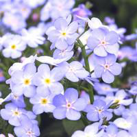 Visuel 1 du produit Myosotis - Le pot de 10.5 cm