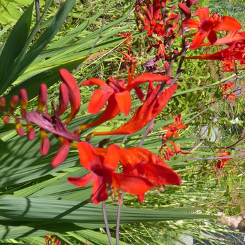 Visuel 1 du produit Crocosmia Orange - Le pot de 1 litre