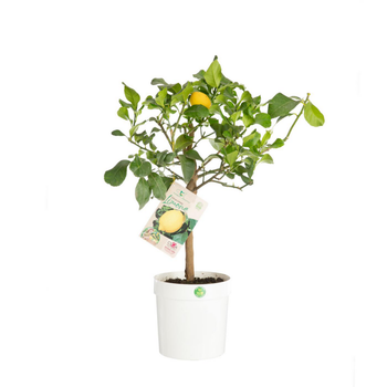 Visuel 1 du produit Citronnier carrubaro - en pot de 5 L