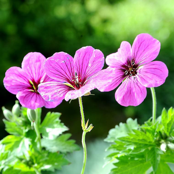 Visuel 1 du produit Géranium vivace matu vu rose en pot de 2 L