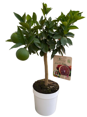 Visuel 1 du produit Oranger Moro 1/4 tige coloris orange - 5 L