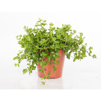 Visuel 1 du produit Peperomia rotundifolia 25 cm. Le pot de 15 cm