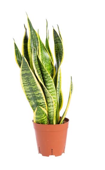Visuel 1 du produit Sansevieria Trifasciata Laurentii. Le pot de Ø 21 x H 80/90 cm