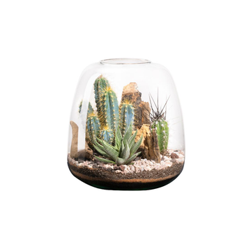 Visuel 1 du produit Terrarium cactés Moly Cactus - Taille L Ø 23,5 cm H 25 cm