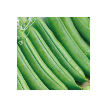 Visuel 1 du produit Petit Pois Maestro Bio. La barquette de 3 plants