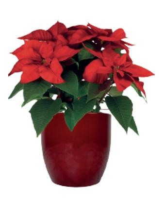 Visuel 1 du produit Cache-pot en céramique coloris rouge vin Basel R16 - Ø 16 x H 15 cm