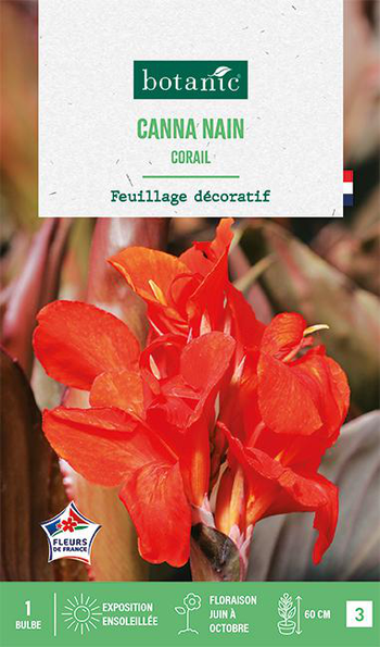 Visuel 1 du produit Bulbe de fleurs Canna nain Corail botanic® - 1 bulbe