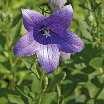 Visuel 1 du produit Platycodon Grandiflorus - Le pot de 9 x 9 cm