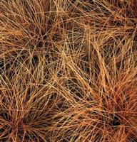 Visuel 1 du produit carex comans bronze form - Le pot diam 12 cm