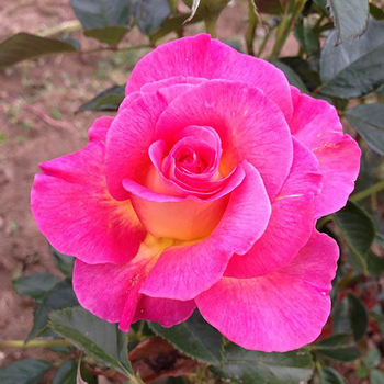 Visuel 1 du produit Rosier Pink Paradise® Delfluoros coloris rose