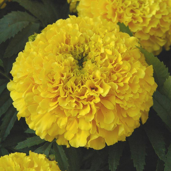 Visuel 1 du produit Rose D'Inde - Le pot de 9 x 9 cm