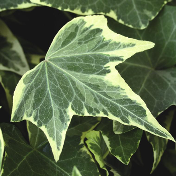 Visuel 1 du produit Lierre grimpant ou Hedera au feuillage vert - Le pot de 0,5 litre