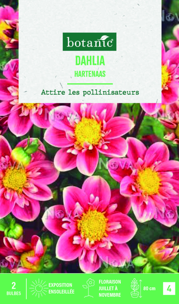 Visuel 1 du produit Bulbes de fleurs Dahlia collerette Hartenaas botanic® - 2 bulbes