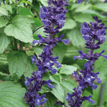 Visuel 1 du produit Sauge Mystic bleue - Le pot de 12 x 12 cm