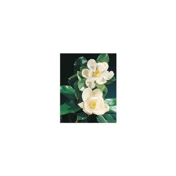 Visuel 1 du produit Magnolia (MAGNOLIA GRANDIFLORA GOLIATH) Le pot de 18 litres