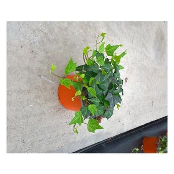 Visuel 1 du produit Hedera Shamrock - Le pot de 12 cm