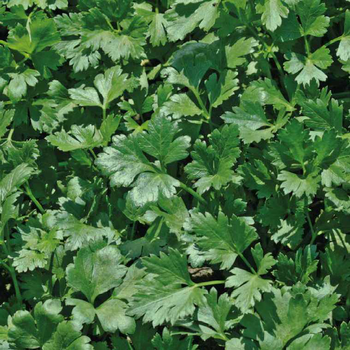 Visuel 1 du produit Persil Commun Dit Plat Bio. Le pot de 2,5 litres