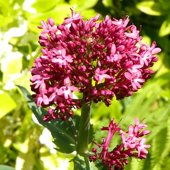 Visuel 1 du produit Centranthe coccineus (Lilas d'Espagne ou Valériane rouge) à fleurs roses - Le pot de 1 litre