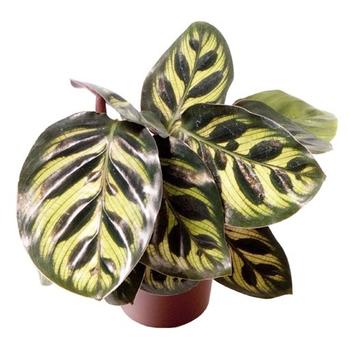Visuel 1 du produit Calathea makoyana. Le pot de Ø 6 cm