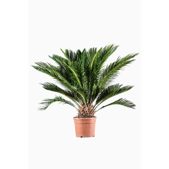 Visuel 1 du produit Cycas Revoluta vert. Le pot de 7 litres