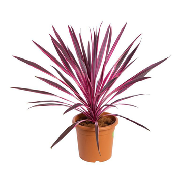 Visuel 1 du produit Cordyline Australis Red Star en pot de 9 L rouge