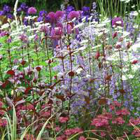 Visuel 1 du produit Kit Plantation - La barquette de 6 plants