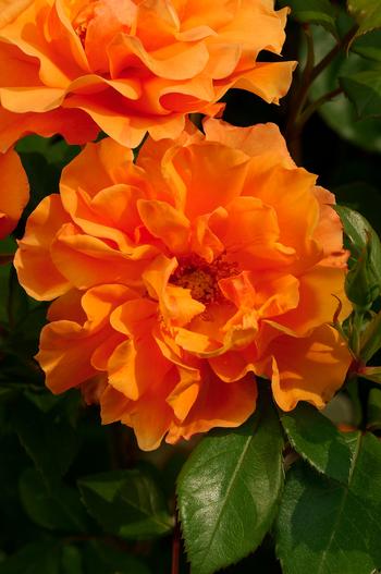 Visuel 1 du produit Pivoine Arbustive Jaune. Le pot de 5 litres