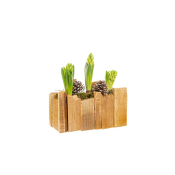 Visuel 1 du produit Composition de 3 jacinthes dans un bac en bois
