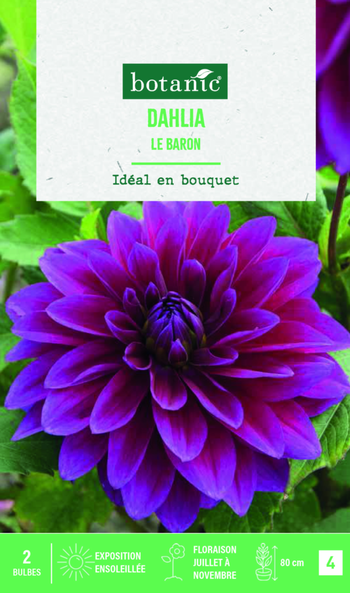 Visuel 1 du produit Bulbes de fleurs Dahlia décoratif Le Baron botanic® - 2 bulbes