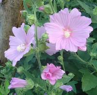 Visuel 1 du produit Lavatère en arbre - Le pot de 3 litres