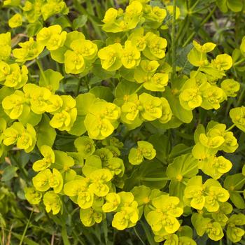 Visuel 1 du produit Euphorbe petit cyprès botanic®. Le pot de 9 x 9 cm