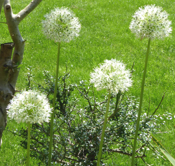 Visuel 1 du produit Allium Mount Everest. Le pot de 3 litres