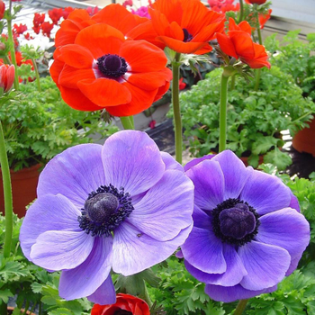 Visuel 1 du produit Anemone Coronaria Bleu. Le pot de 17 cm