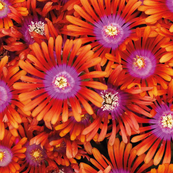 Visuel 1 du produit Delosperma 'Lido' Orange A Coeur Rose - Le pot de 9x9 cm