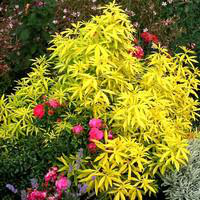 Visuel 1 du produit Oranger du Mexique Goldfingers (Choisya Ternata). Le pot de 3 litres