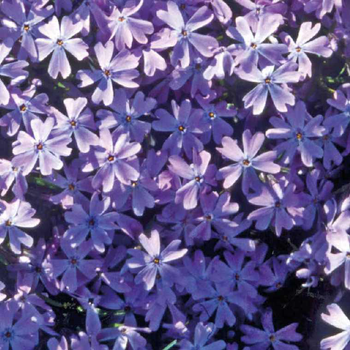 Visuel 1 du produit Phlox En Coussin Bleu - Le pot de 9 x 9 cm