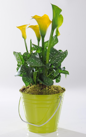 Visuel 1 du produit Arum de - Avec cache pot