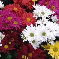 Visuel 1 du produit Chrysanthème multifleurs arlequin - La jardinière de 40 cm