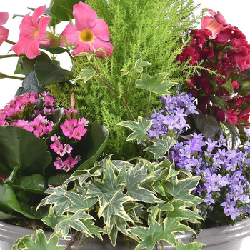 Visuel 1 du produit Composition fleurie pour extérieur - La coupe de 27 cm