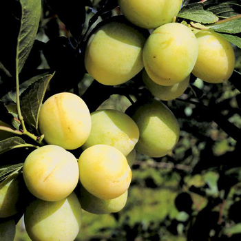 Visuel 1 du produit Prunier Reine Claude Doree. Le pot de 7,5 litres