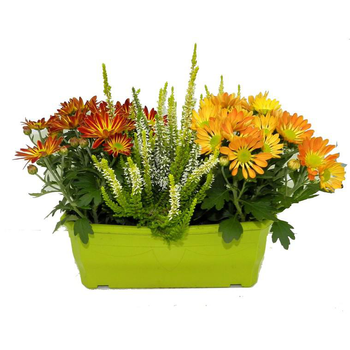 Visuel 1 du produit Jardinière d'automne - La jardinière de 25 cm