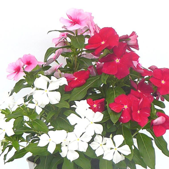 Visuel 1 du produit Pervenche de Madagascar - Le pot de 14 cm