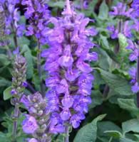 Visuel 1 du produit Salvia Superba - Le pot de 1 litre