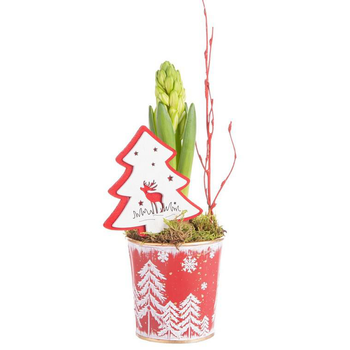 Visuel 1 du produit Composition de Noël jacinthe multicolore pot en zinc flocon rouge