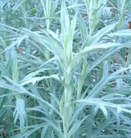 Visuel 1 du produit Armoise vivace - Le pot de 1 litre