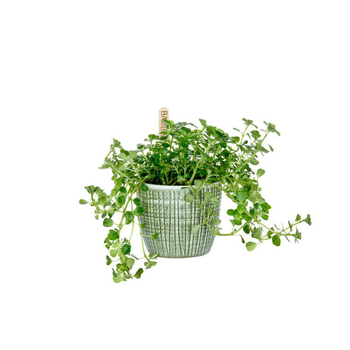 Visuel 1 du produit Plantes vertes mix avec cache pot Ø 6 cm